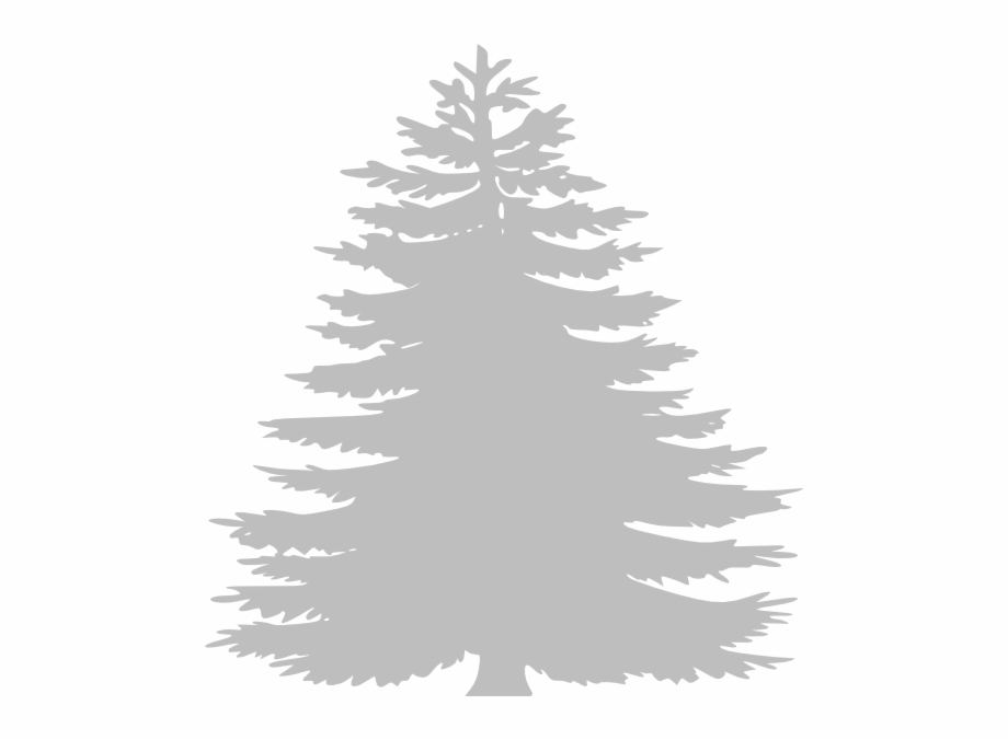 White Pine Tree Clip Art