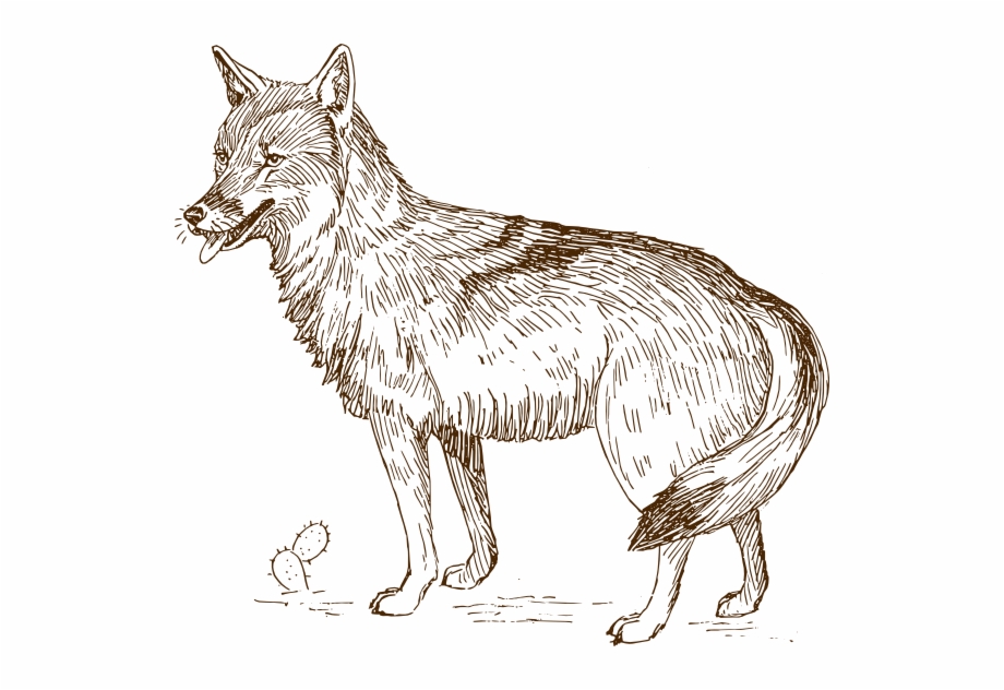 Wolf 9 Clip Art Realistic Coyote Coloring Page
