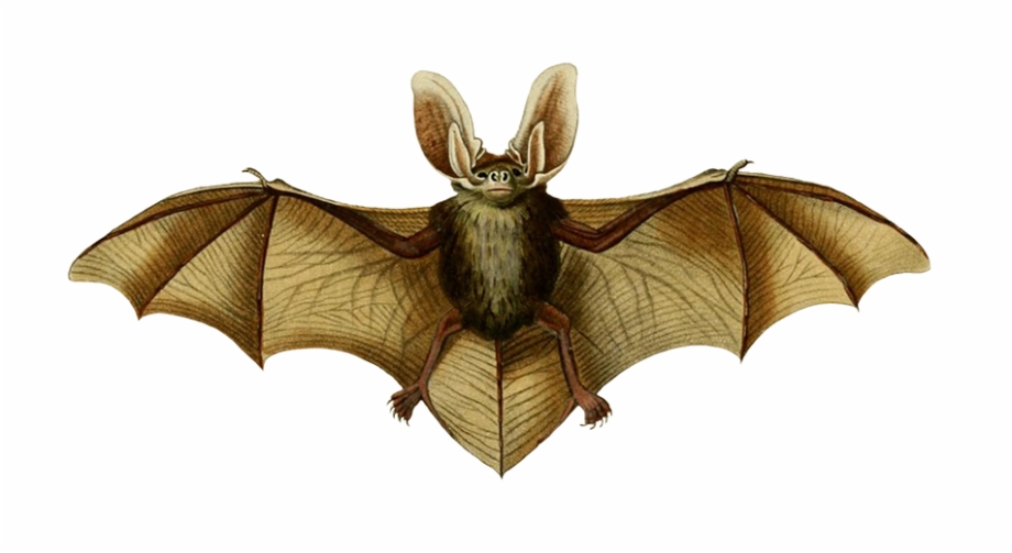 Oreillard Vulgare Clipart Bat Animal
