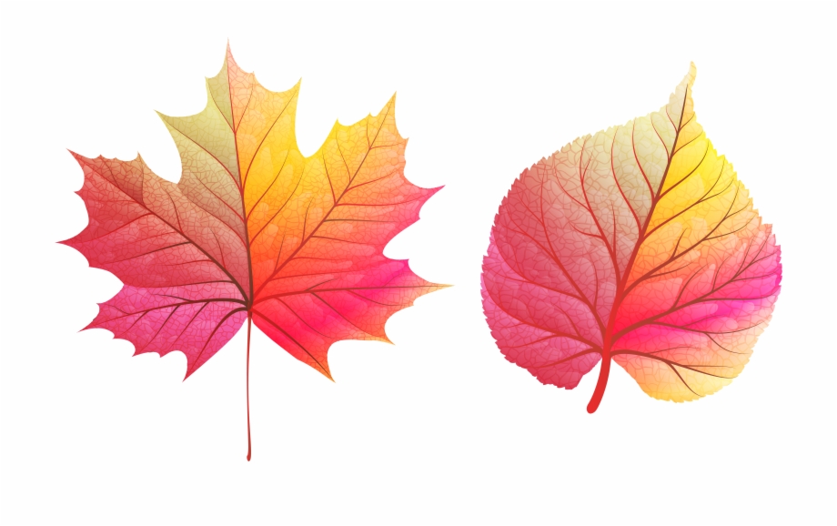 Fall Leaves Clipart Png Png Download Colour Full