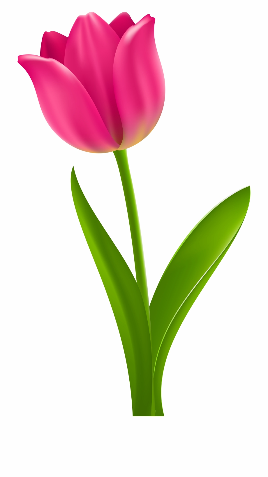 Tulip Transparent Mason Jar Cute Tulip Clip Art