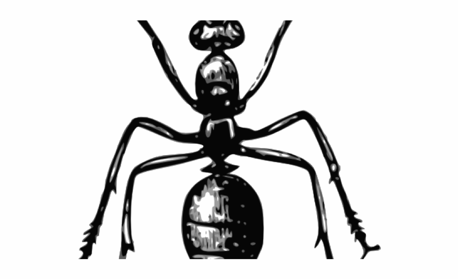 Ant Clipart Gambar Dessin Fourmi