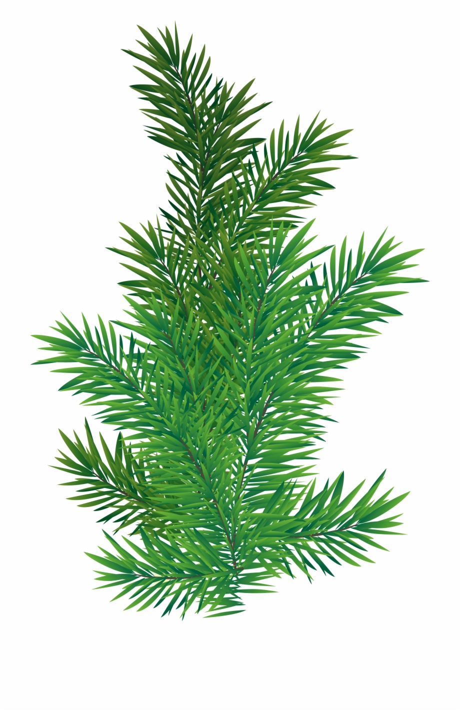 Pine Branch Png Picture Transparent Background Pine Tree