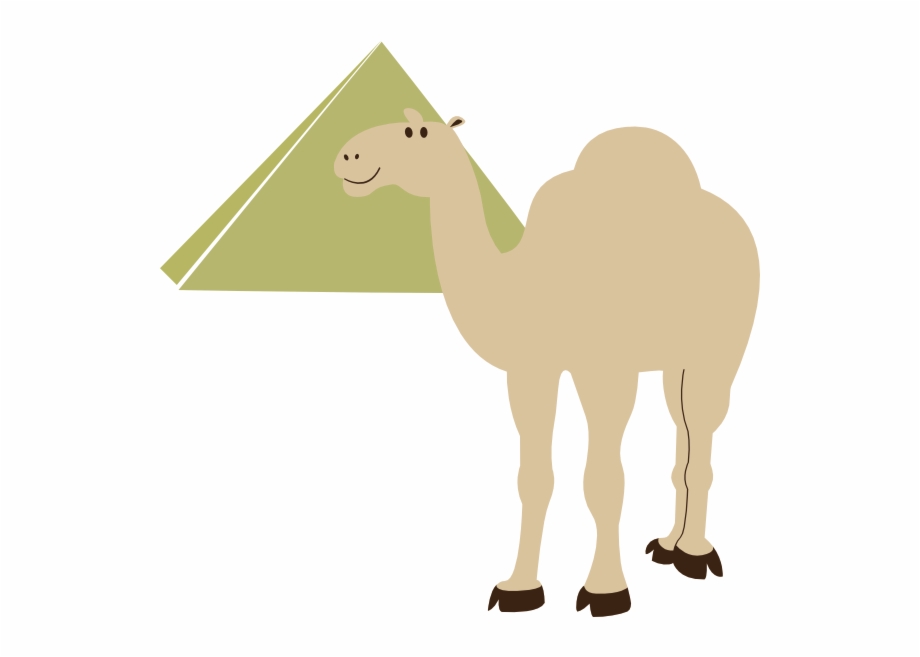 Camel In Pyramids Vector