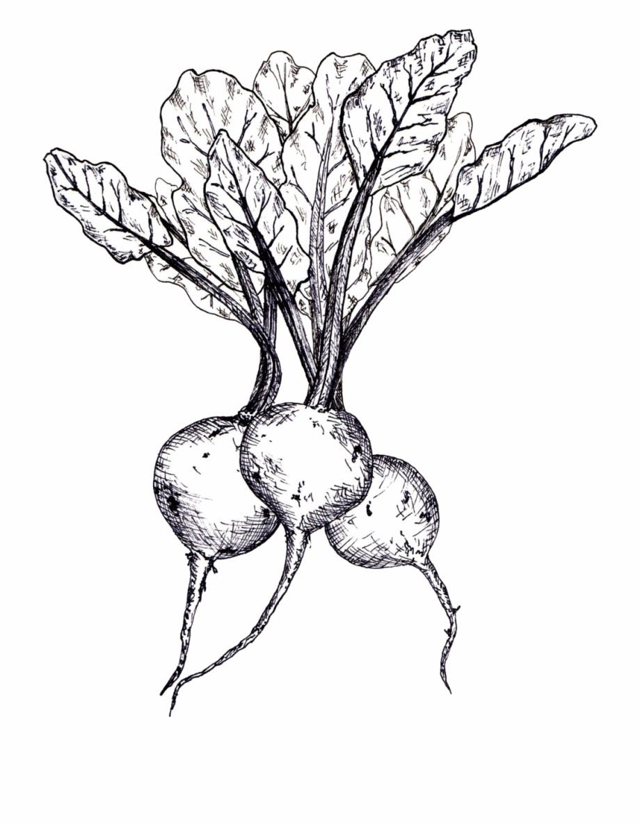 Beets Linedrawing Beets Line Drawing