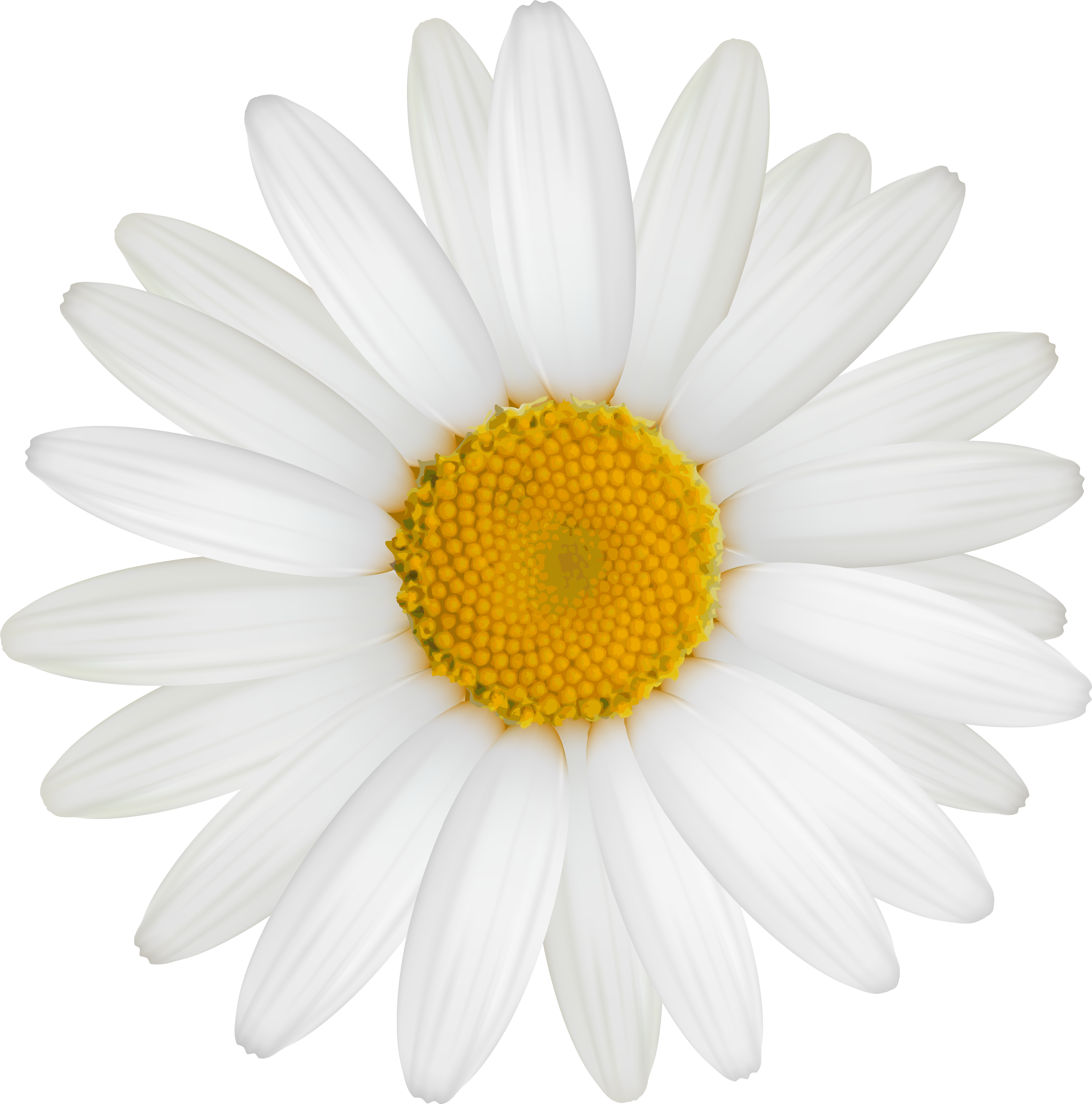 Daisy Png Clipart Image Transparent Daisy Png