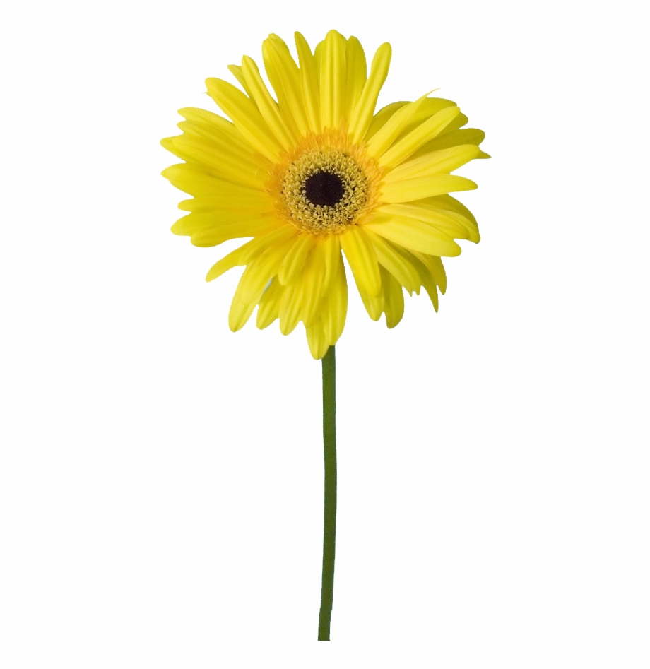 Common Yellow Flowers Transprent Png Free Download Barberton