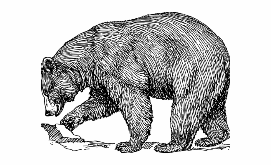 Black Bear Outline American Black Bear Drawing