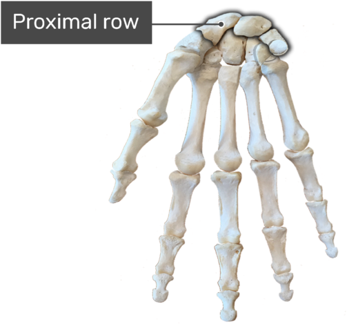 Proximal Row Bone Carpal Bones