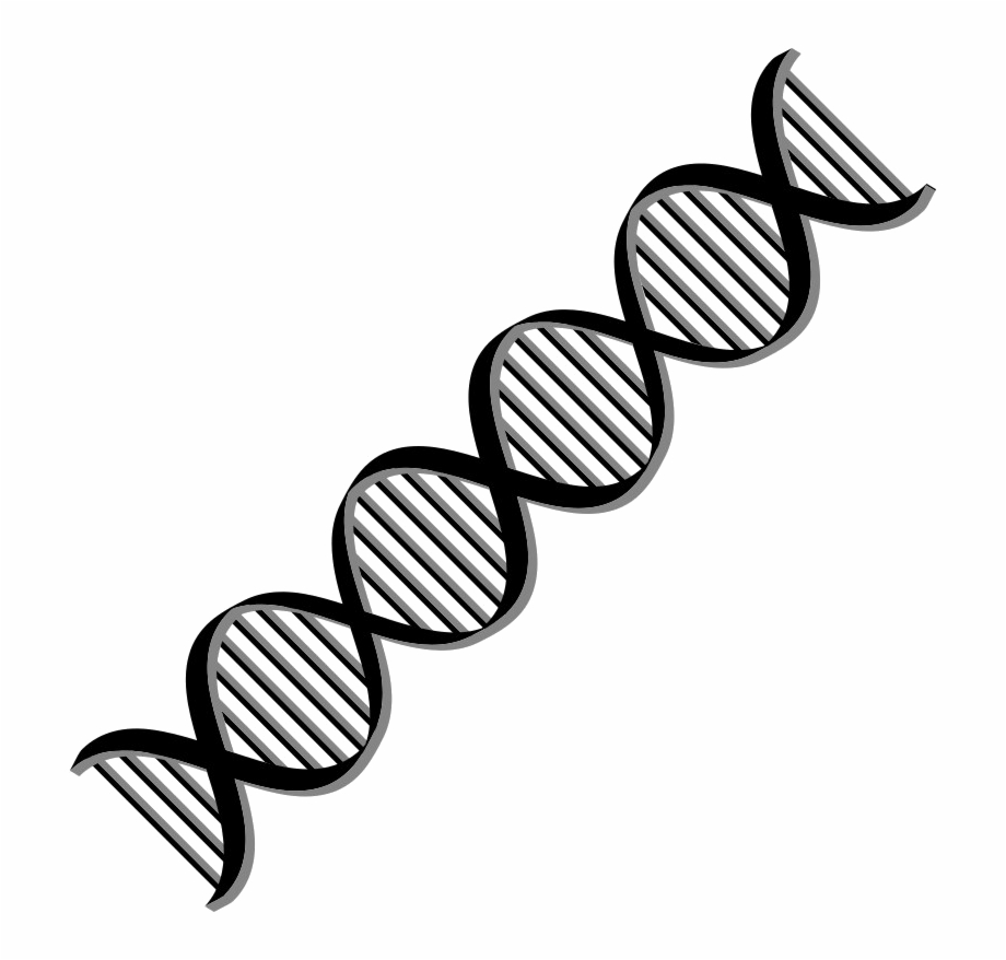 Dna Png Free Download Dna Clipart Png