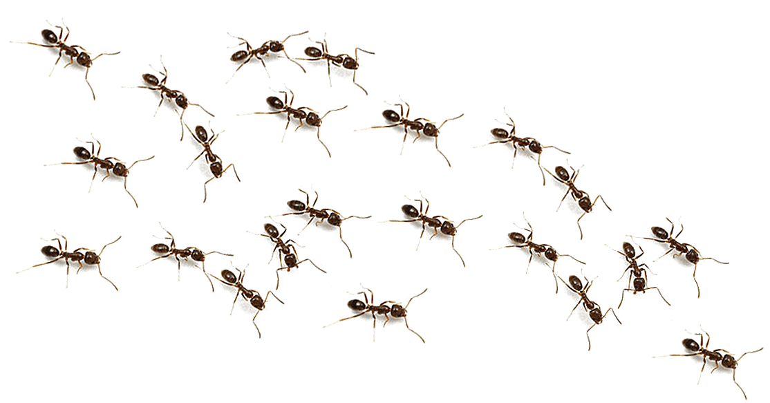 Ants Png Transparent Background Ants Png