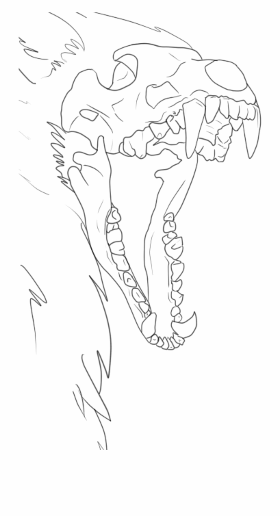 1234574543 Png Download Free Skull Wolf Lineart