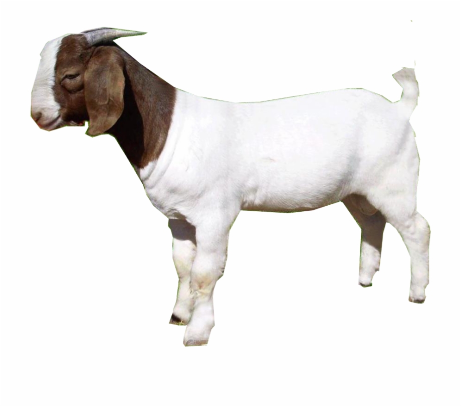 Goat Png