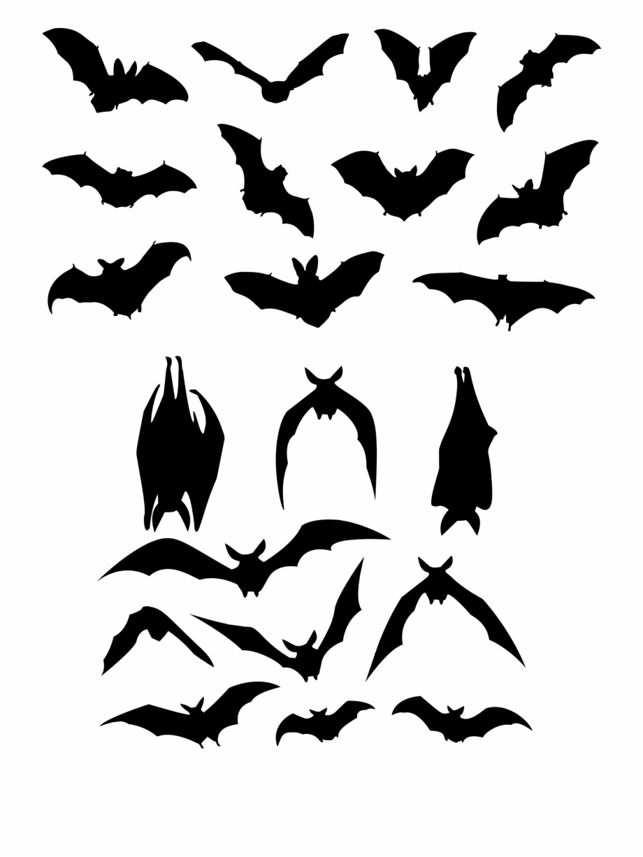 Bat Flight Silhouette Logo Bats Silhouette