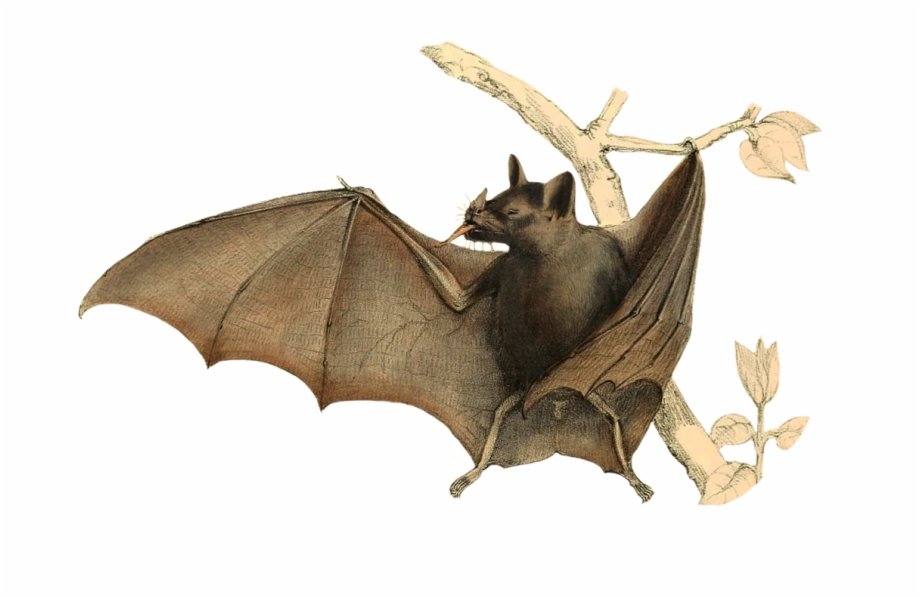 Folded Bat Wings