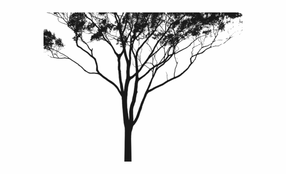 Eucalyptus Clipart Gum Tree Free Clip Art Stock
