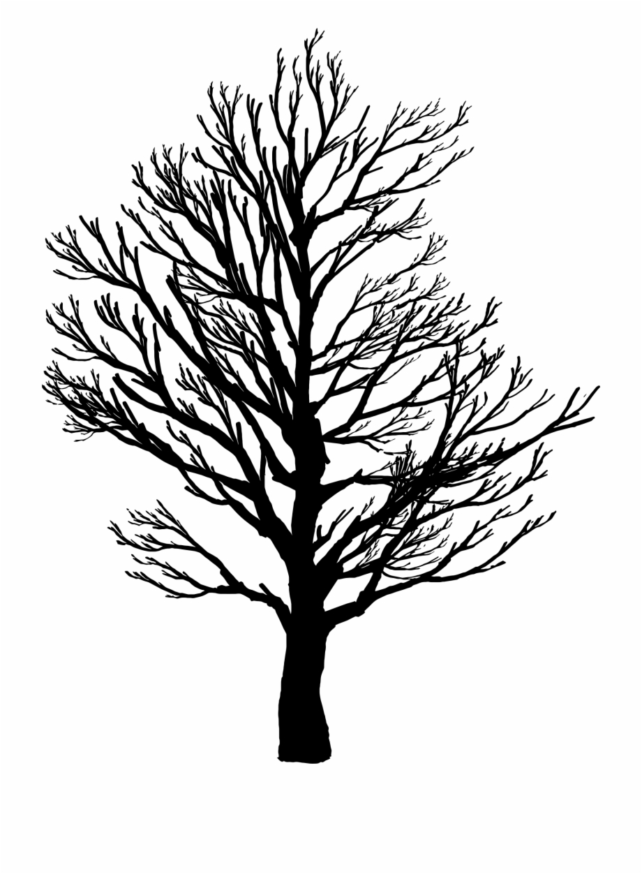 Oak Tree Branch Tattoo Tree Silhouette Line