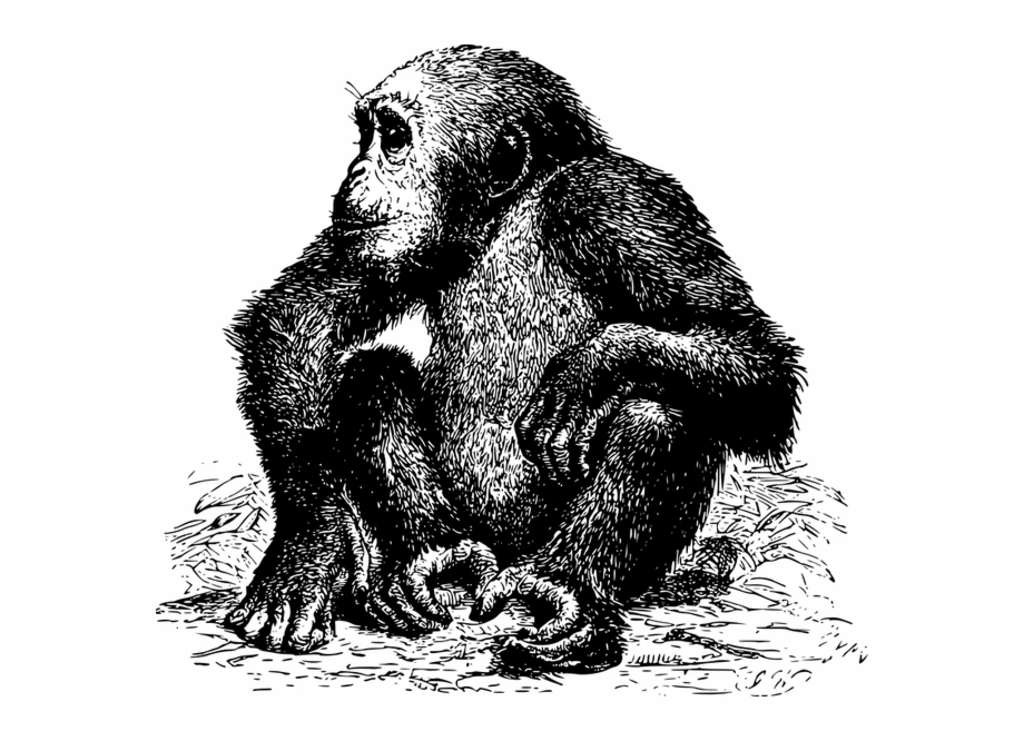 Black And White Old Photo Of An Ape