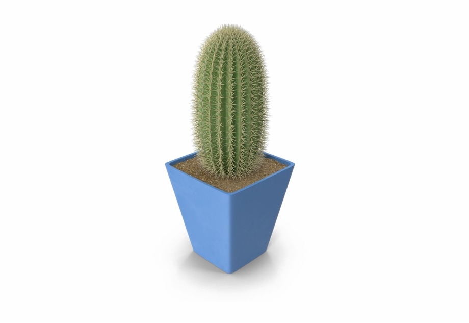 Saguaro Cactus Png Photo Weberocereus