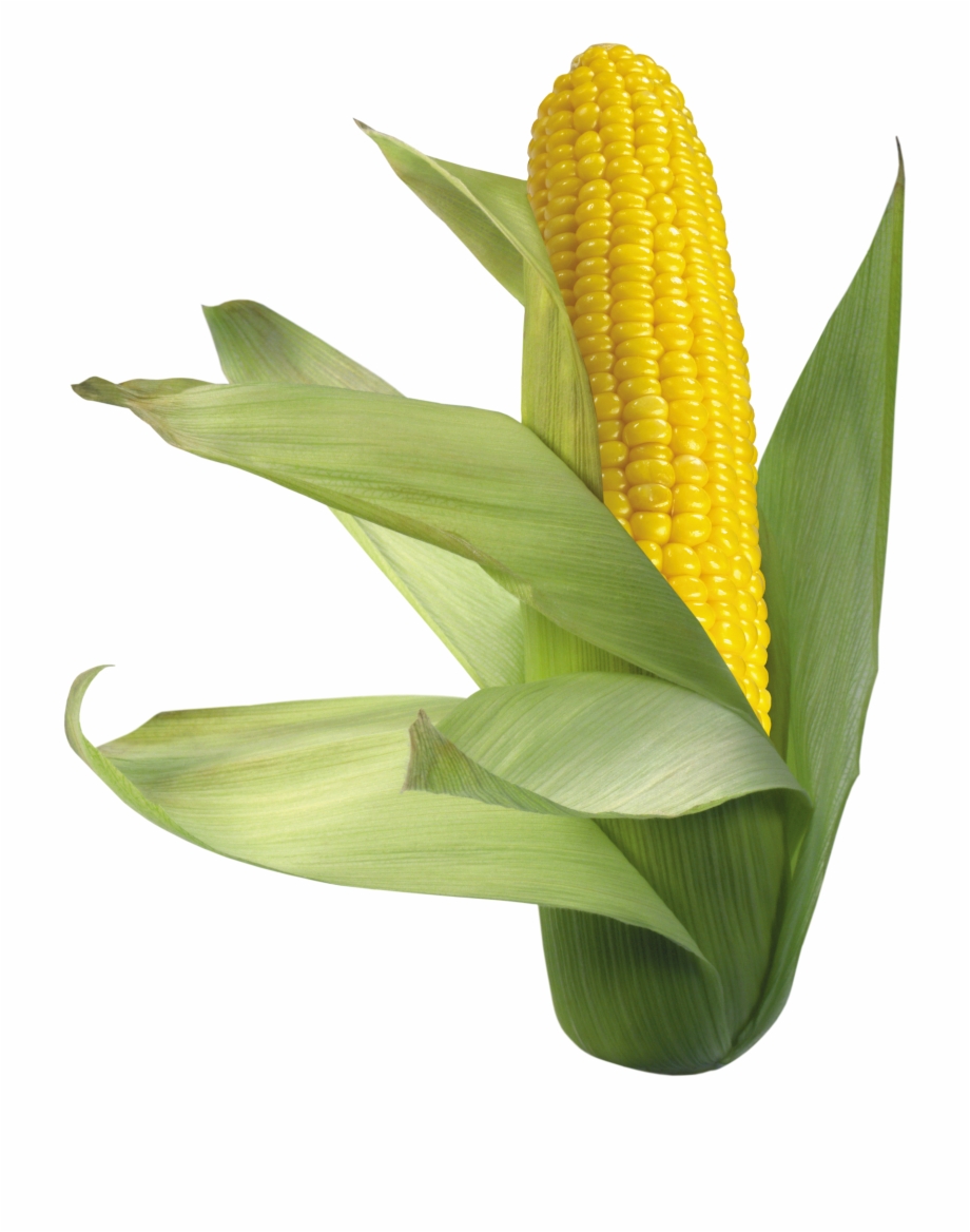 Corn Png Image Transparent Background Corn