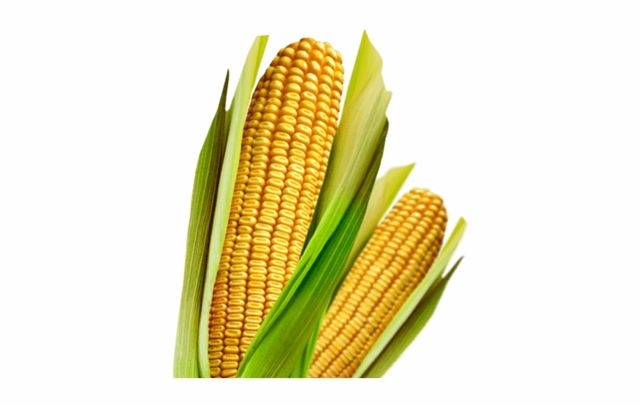 Corn Traits Genuity Corn Growing Png