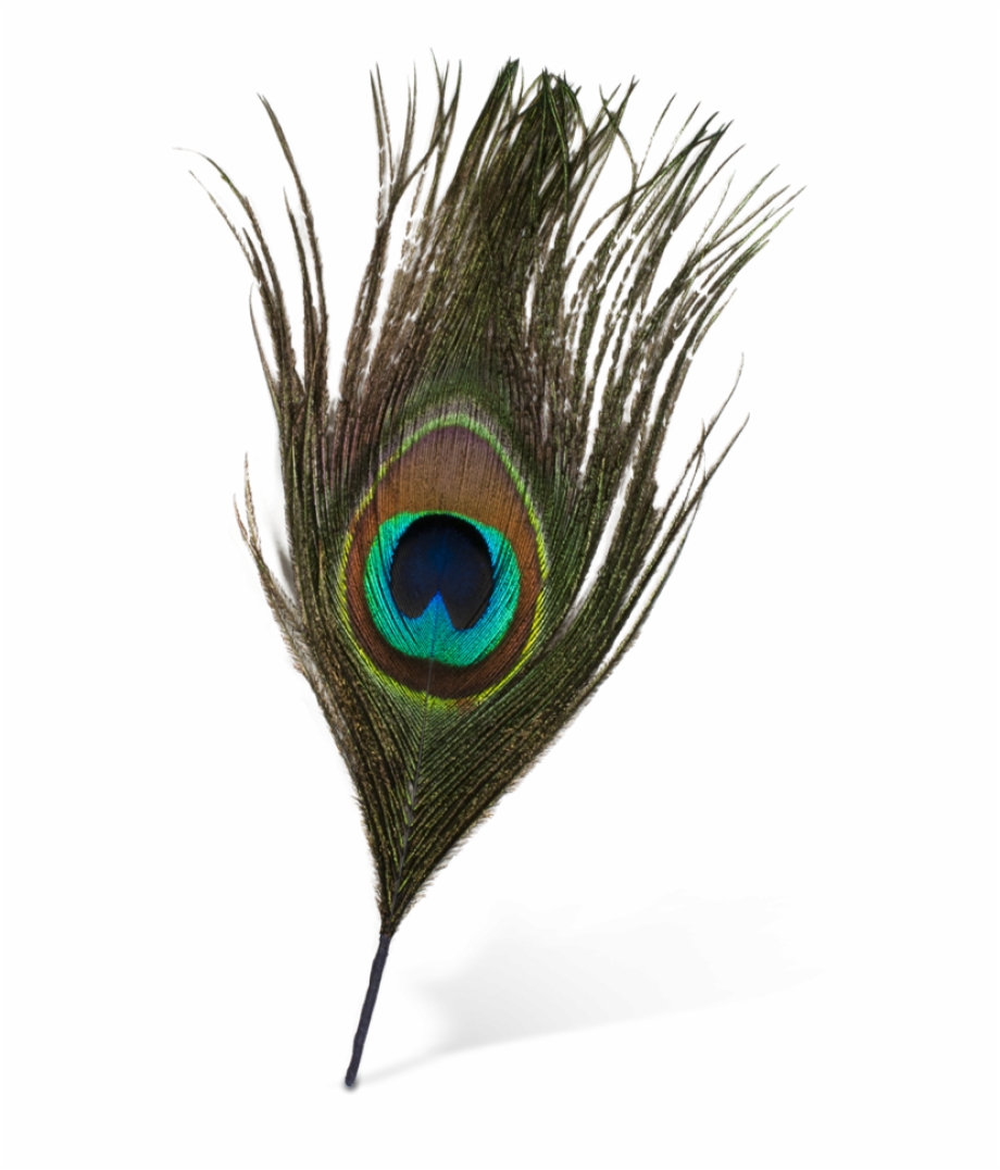 Original Peacock Feather Png