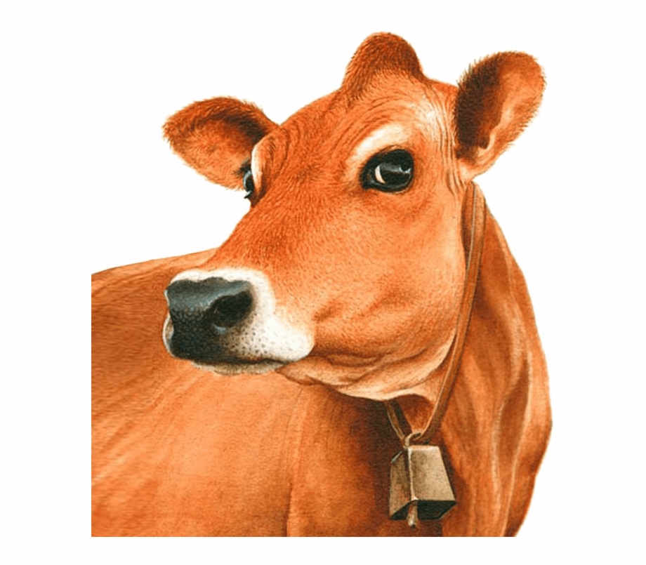 Exotic Breeds Of Jersey Cow Head Clipart