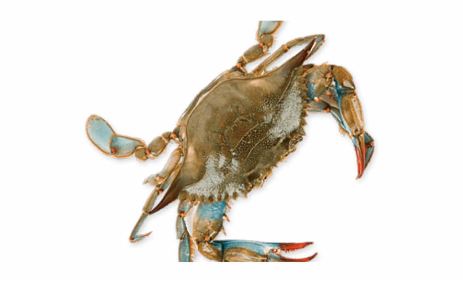 Blue Crab Transparent Background
