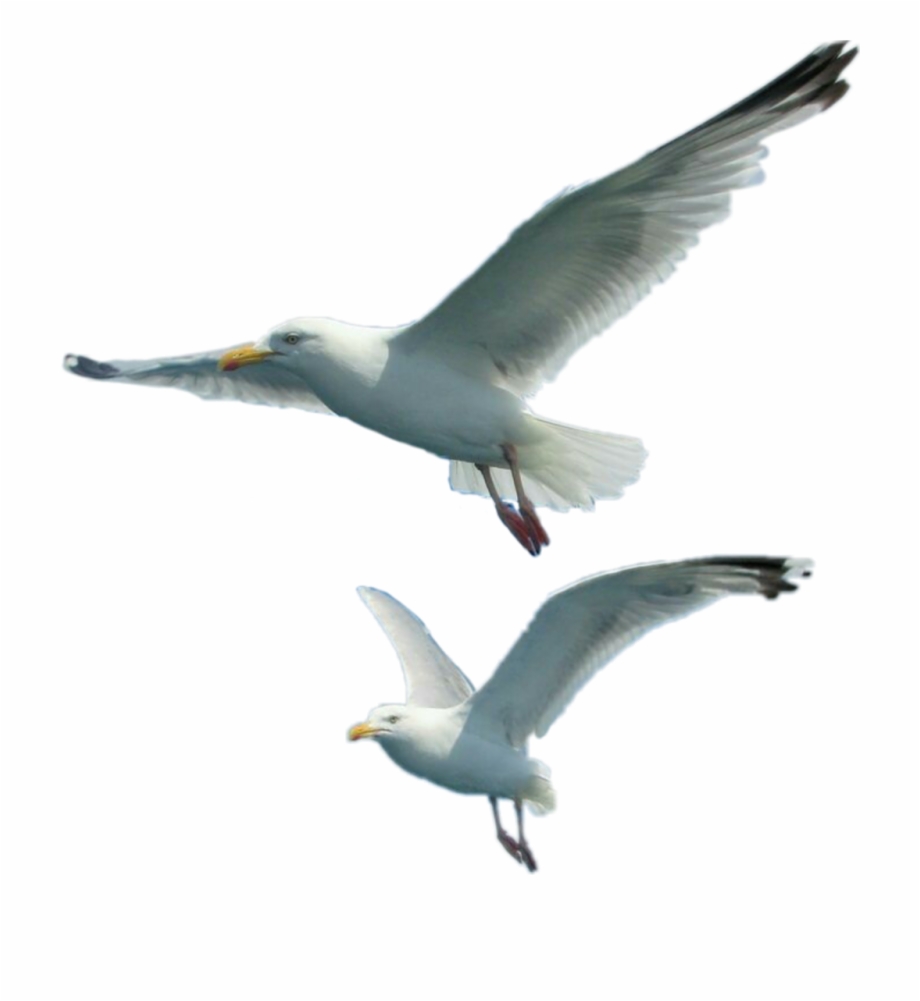Seagulls Sticker European Herring Gull