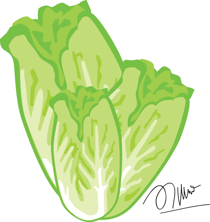 lettuce clipart png
