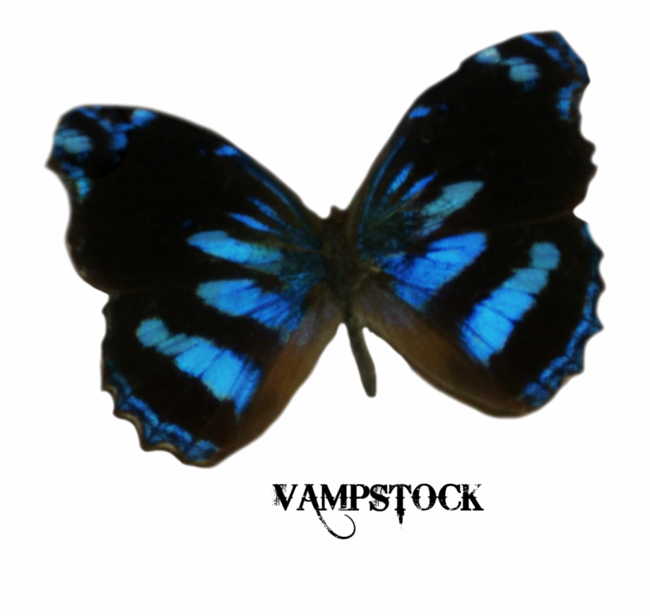 Dark Blue Butterfly Png