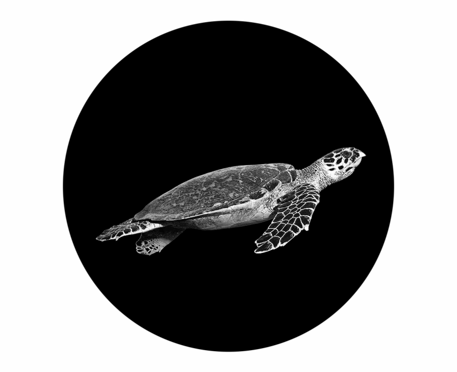 Swimming Turtle Hawksbill Sea Turtle