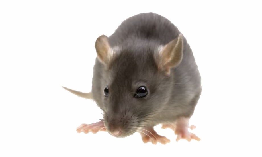 Rat Mouse Png Free Download Pest Control