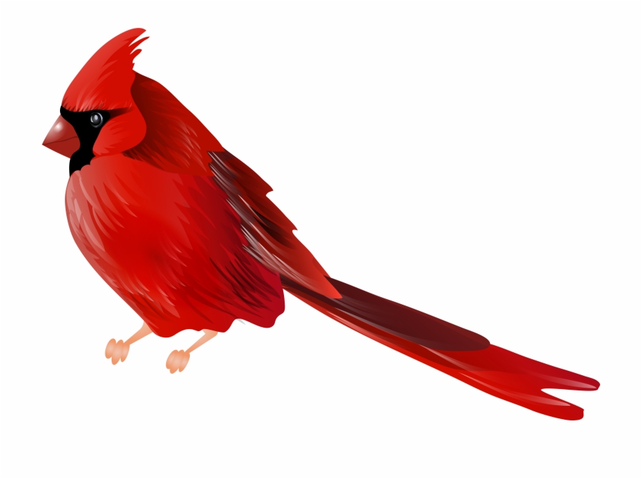 Cardinals Png Cardinal Bird Png