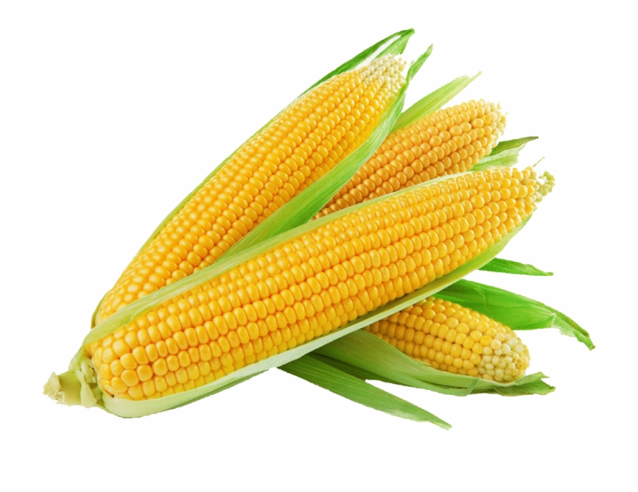 Sweet Corn Png Download Chickens Favorite Food