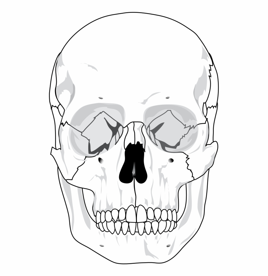 Printable Blank Skull Diagram Diagram Media