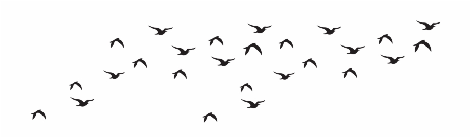 Flock Of Png Transparent Background Flock Of Bird