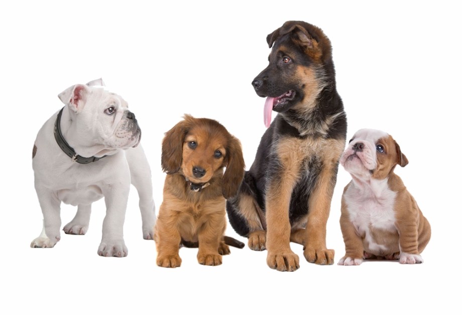 Pure Dogs Transparent Background Dogs Png