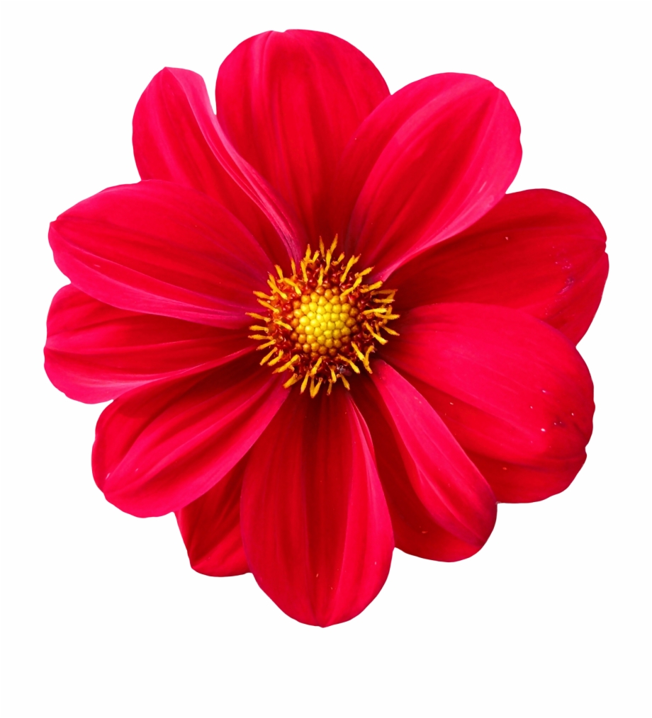 Flower Png Red Dahlia