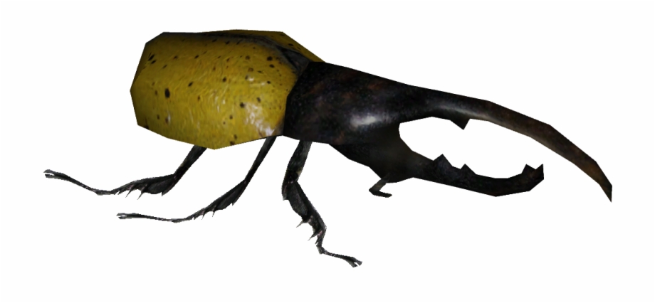 Beetle Transparent Hercules Weevil