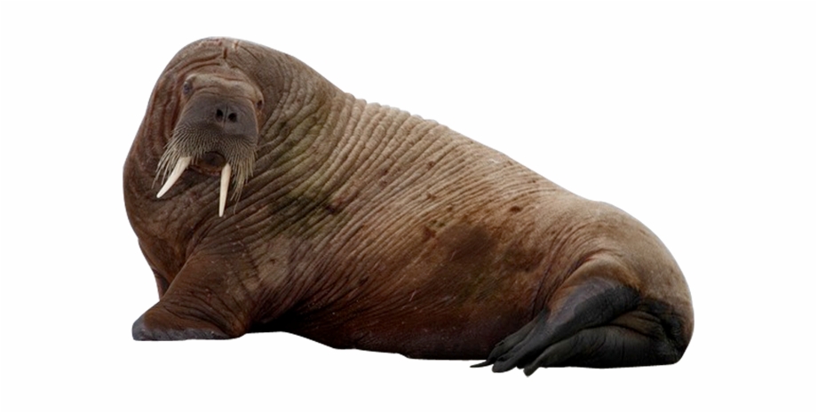 Image Free Object X Dumielauxepices Net Walrus Png