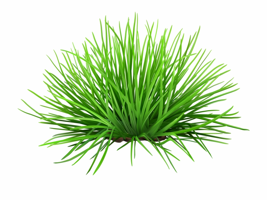 Grass Transparent Png Clip Art Image Gallery 