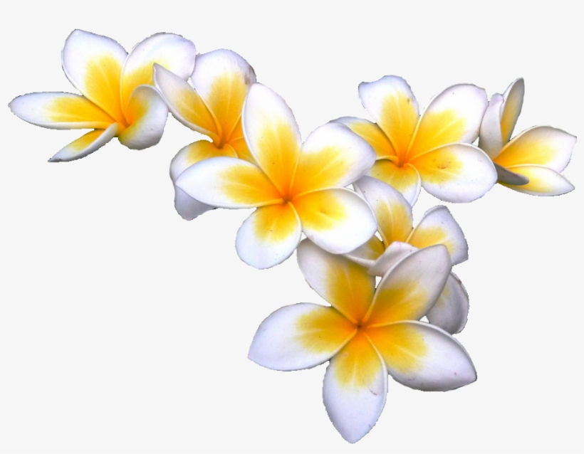 Tropical Flower Png