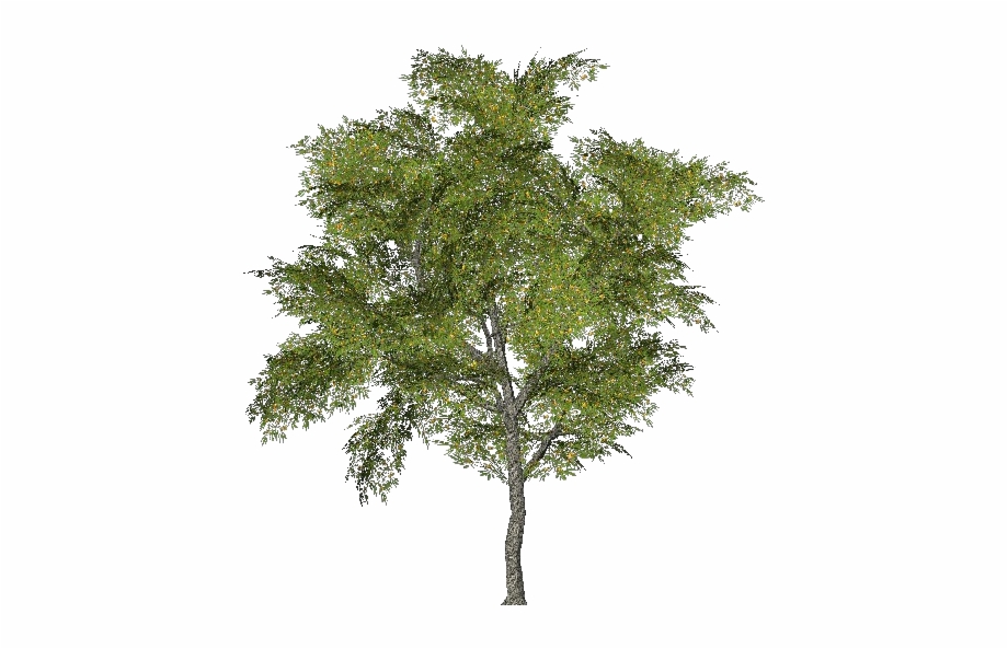 Ginkgo Biloba Tree Png