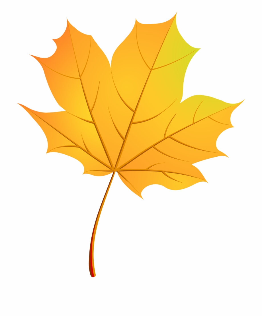 autumn leaf vector png
