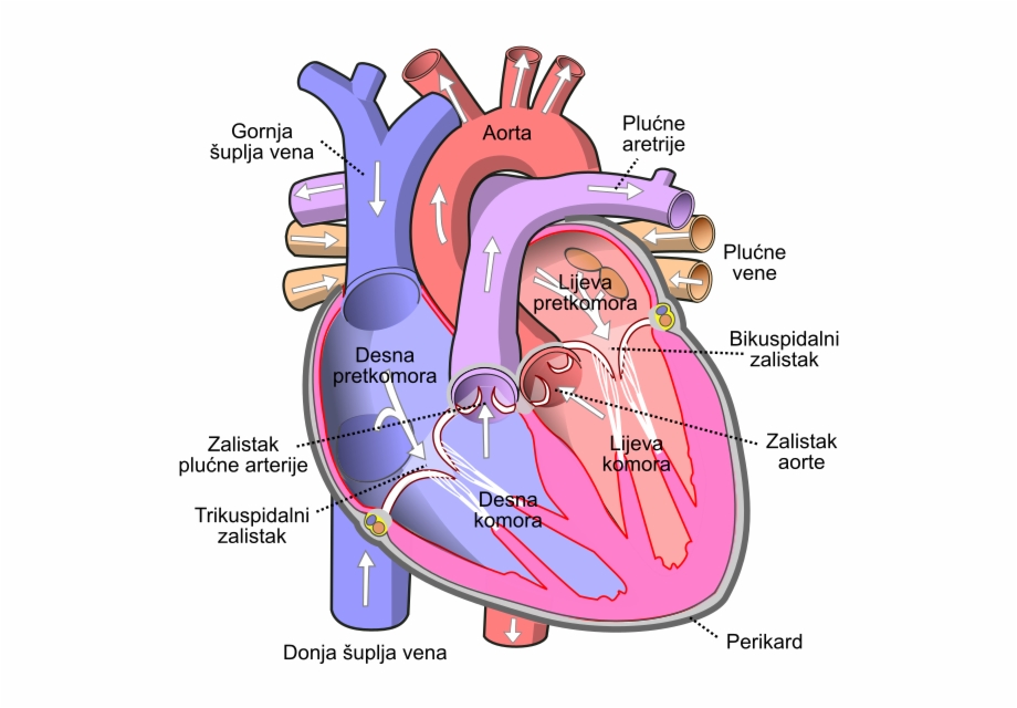 Diagram Of The Human Heart Bs Human Heart