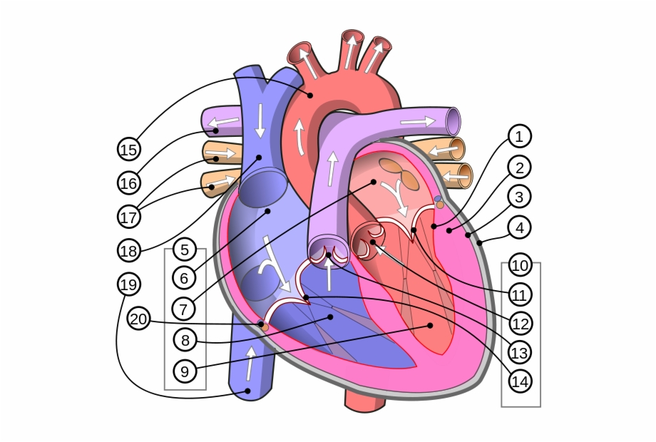 Human Heart Diagram Wikipedia Corazon