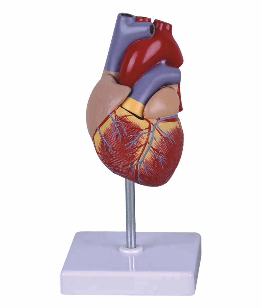 Life Size Human Heart Model For School Teaching