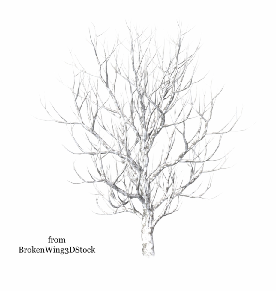 transparent background snow tree png
