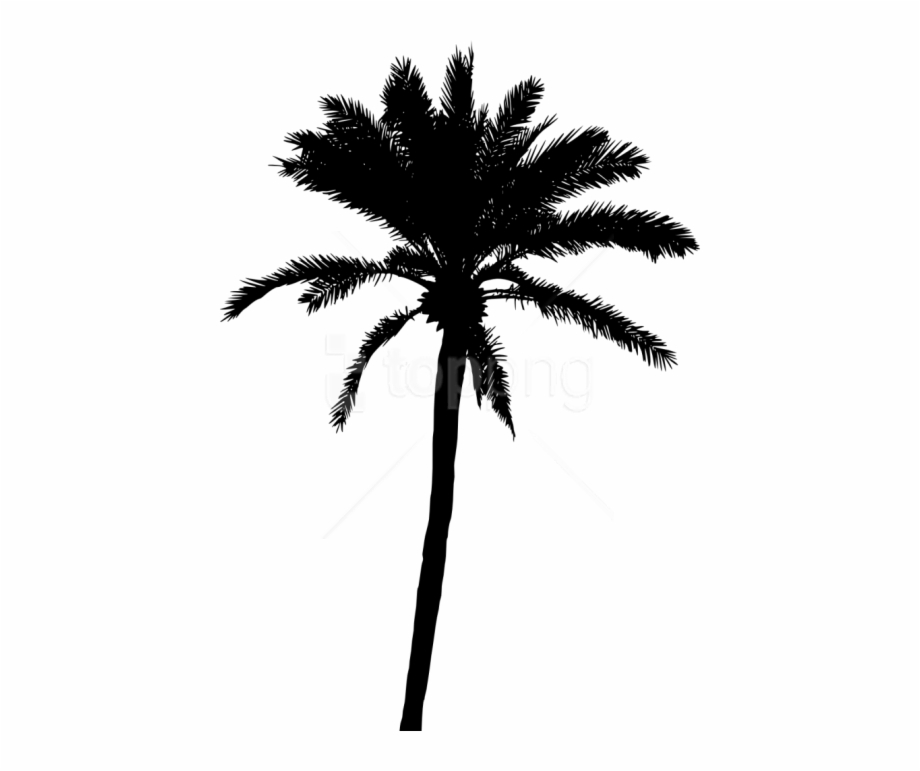 vector palm tree png
